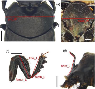Interactions Between Individuals and Sex Rather Than Morphological Traits Drive Intraspecific Dung Removal in Two Dung Beetle Species